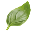 feuille de basilic